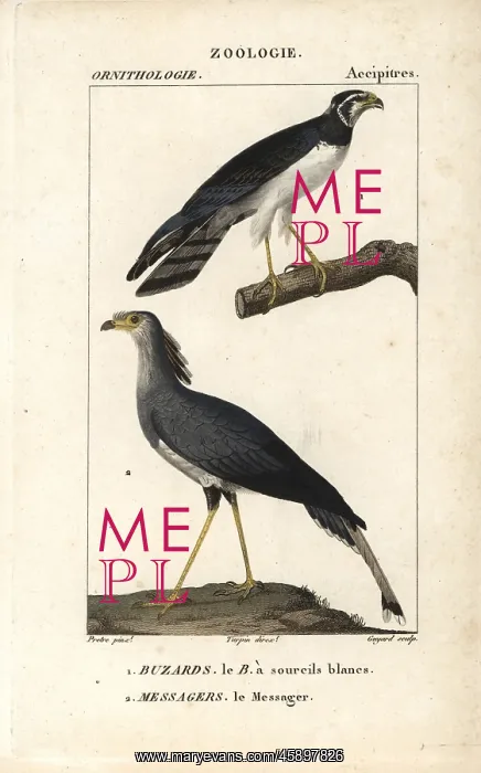 : Long-winged harrier, Circus buffoni, and secretarybird : Long-winged harrier, Circus buffoni, and secretarybird