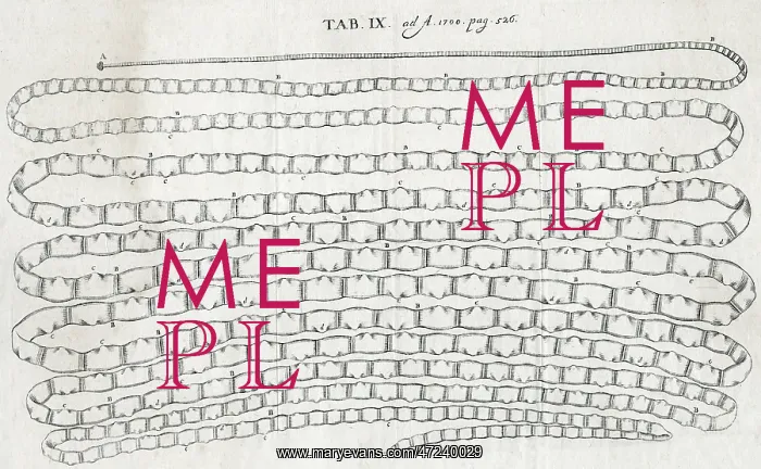: LONG WORM. A tapeworm taken from a patient in Paris by Dr Nicolas ?Antry : LONG WORM. A tapeworm taken from a patient in Paris by Dr Nicolas ?Antry
