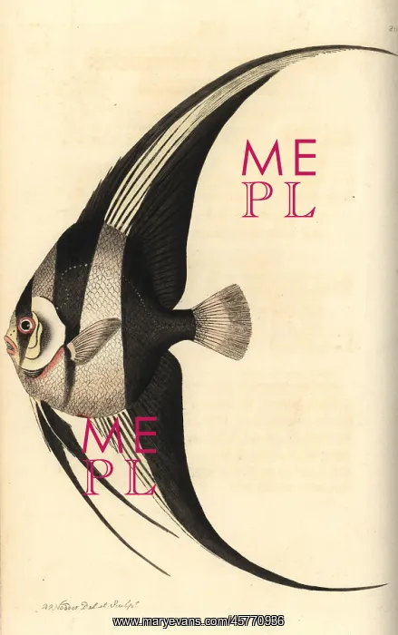 : Longfin batfish, Platax teira : Longfin batfish, Platax teira