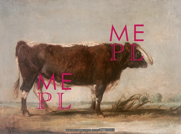  : Longhorn