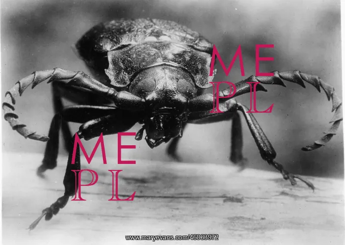 : Longhorn beetle : Longhorn beetle