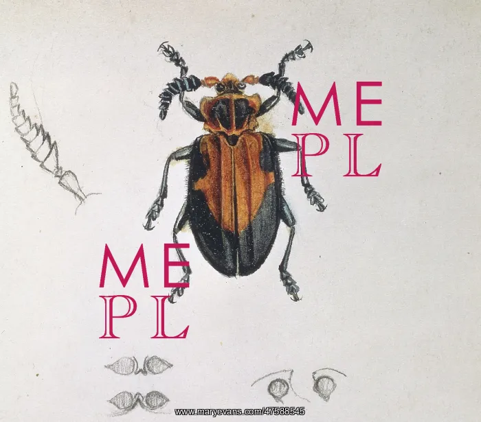 : Longhorn beetle : Longhorn beetle