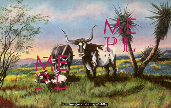  : Longhorn Cattle