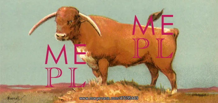  : Longhorn Steer
