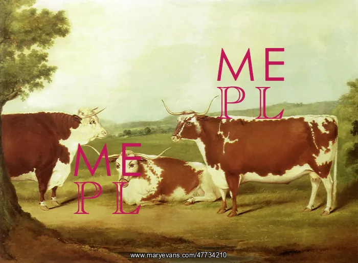 : Two Longhorns with a Hereford : Two Longhorns with a Hereford