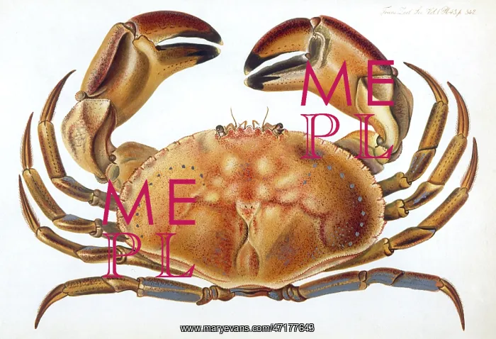  : LONGIPES CRAB 1835
