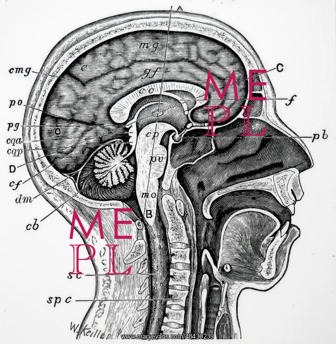  : Longitudinal section of human head and neck