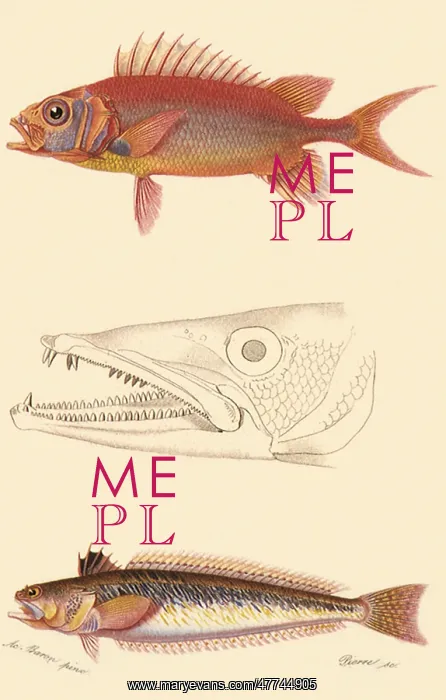  : Longjaw Squirrelfish and Large Weaver