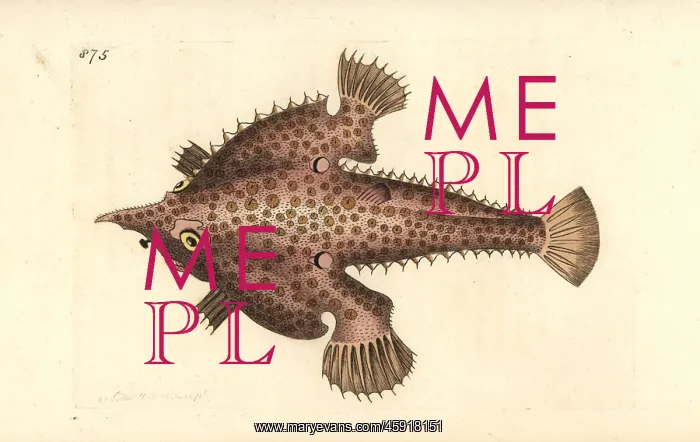 : Longnose batfish, Ogcocephalus vespertilio : Longnose batfish, Ogcocephalus vespertilio