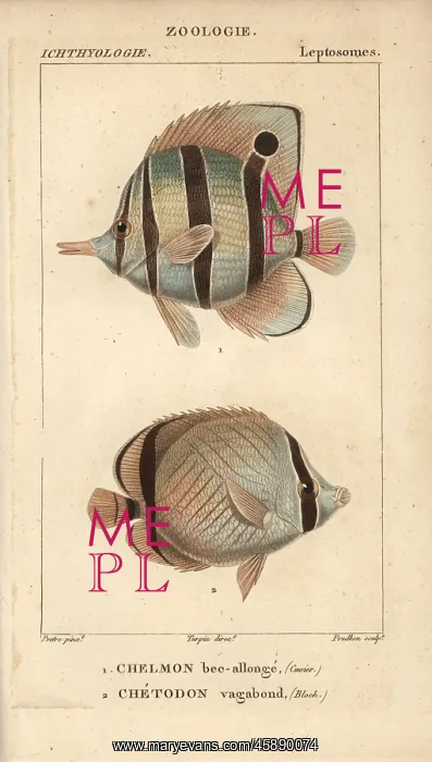 : Longnose butterflyfish, Forcipiger longirostris : Longnose butterflyfish, Forcipiger longirostris