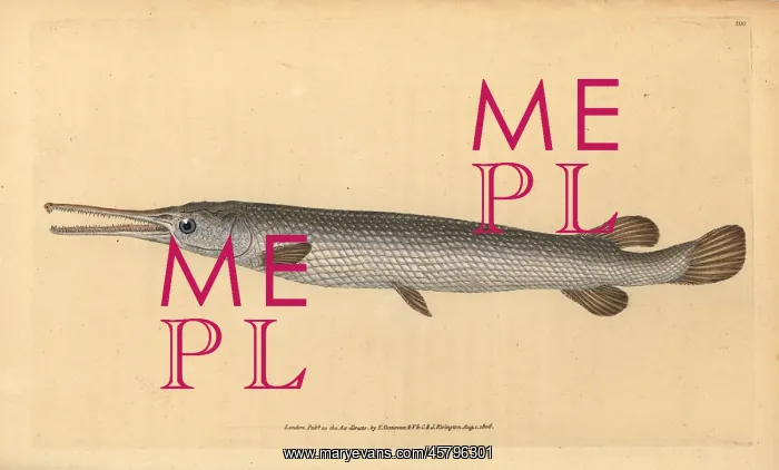 : Longnose gar, Lepisosteus osseus : Longnose gar, Lepisosteus osseus