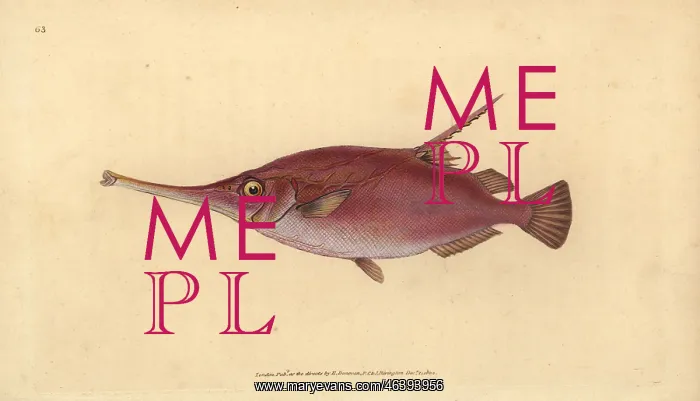 : Longspine snipefish, Macroramphosus scolopaX : Longspine snipefish, Macroramphosus scolopaX