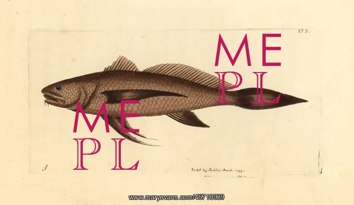 : Longtail croaker fish, Lonchurus lanceolatus : Longtail croaker fish, Lonchurus lanceolatus