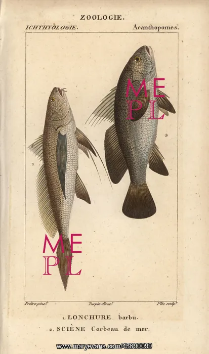 : Longtail croaker, Lonchurus lanceolatus, and : Longtail croaker, Lonchurus lanceolatus, and