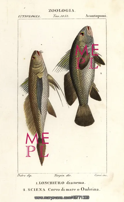 : Longtail croaker and stone bass : Longtail croaker and stone bass