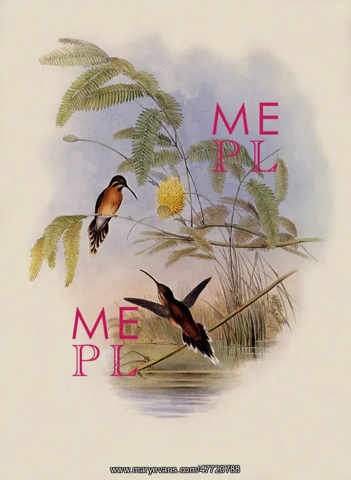 : Longuemare's Hermit, PhaEothornis Longuemareus : Longuemare's Hermit, PhaEothornis Longuemareus