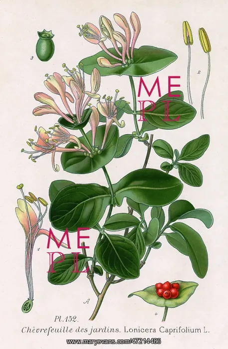  : LONICERA CAPRIFOLIUM