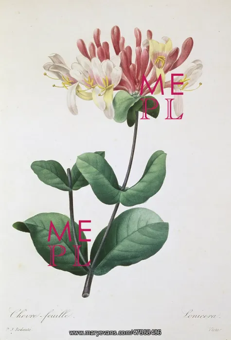  : Lonicera caprifolium, honeysuckle