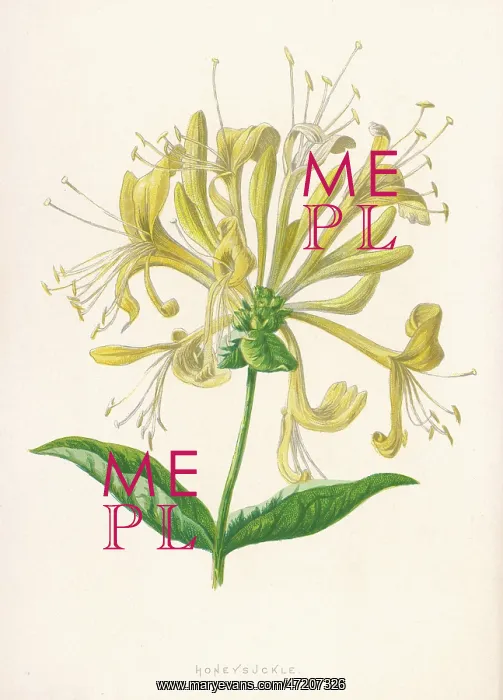  : Lonicera Periclymenum