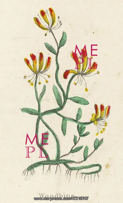  : LONICERA PERICLYMENUM