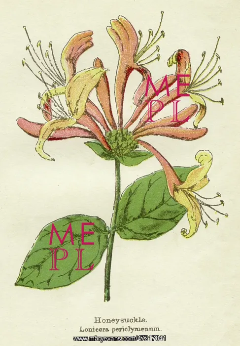  : LONICERA PERICLYMENUM
