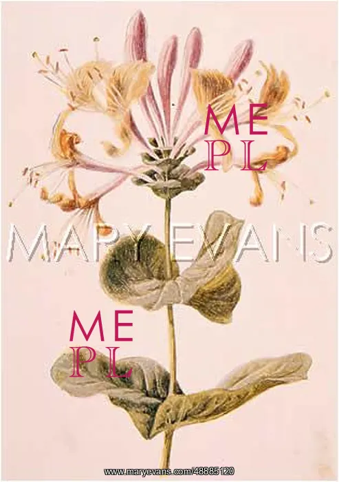  : LONICERA PERICLYMENUM