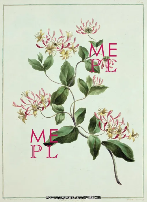 : Lonicera sp. honeysuckle : Lonicera sp. honeysuckle