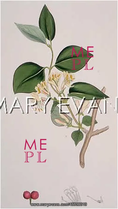  : LONICERA XYLOSTEUM