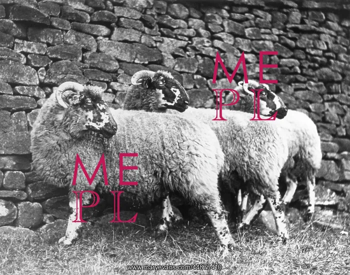 : THREE LONK SHEEP : THREE LONK SHEEP