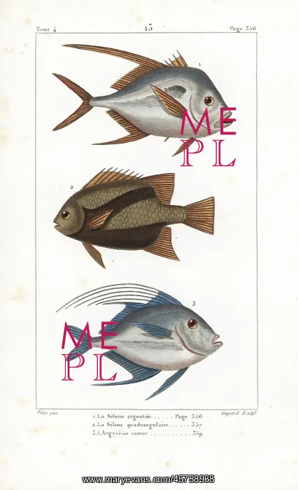 : Lookdown 1, 3 and Atlantic spadefish 2 : Lookdown 1, 3 and Atlantic spadefish 2