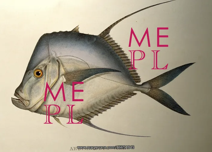 : Lookdown fish : Lookdown fish