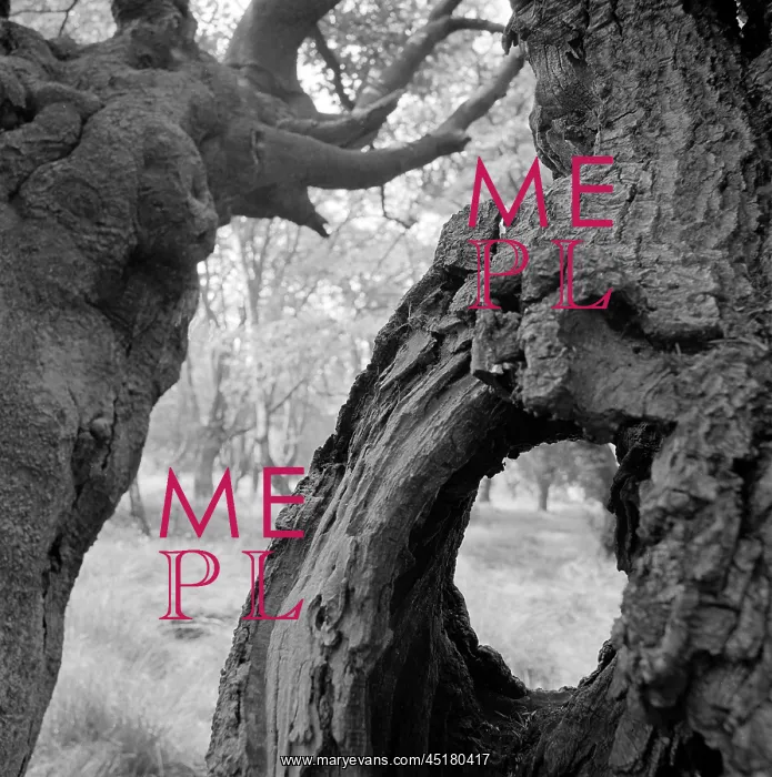 : Trees. Looking through gaps between and through the gnarled trunks of trees : Trees. Looking through gaps between and through the gnarled trunks of trees
