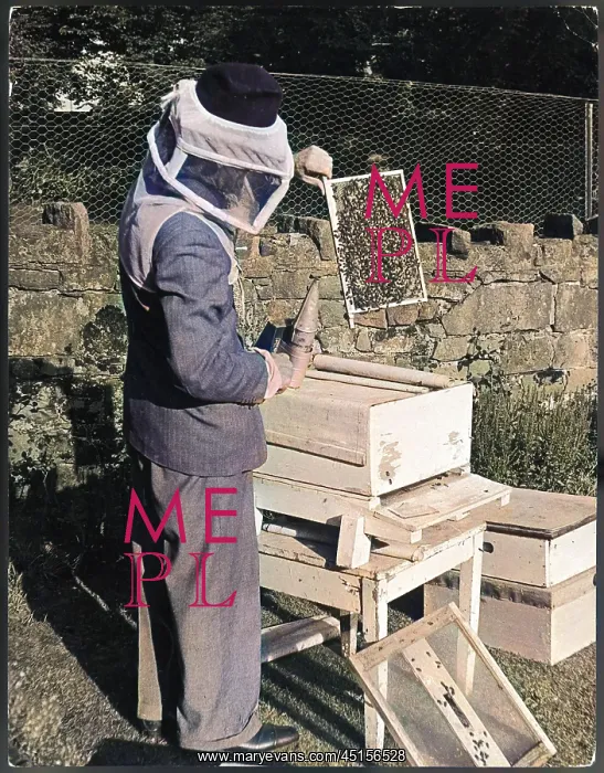 : LOOKING FOR QUEEN BEE : LOOKING FOR QUEEN BEE