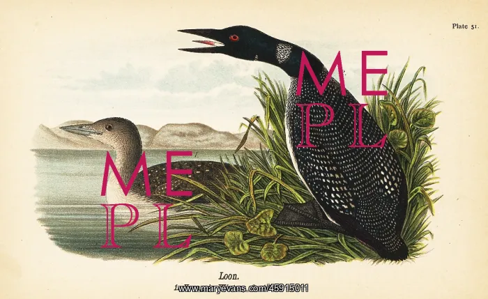 : Loon, Gavia immer : Loon, Gavia immer