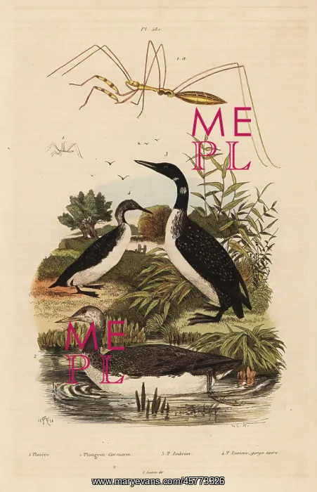 : Loons and thread-legged bug : Loons and thread-legged bug