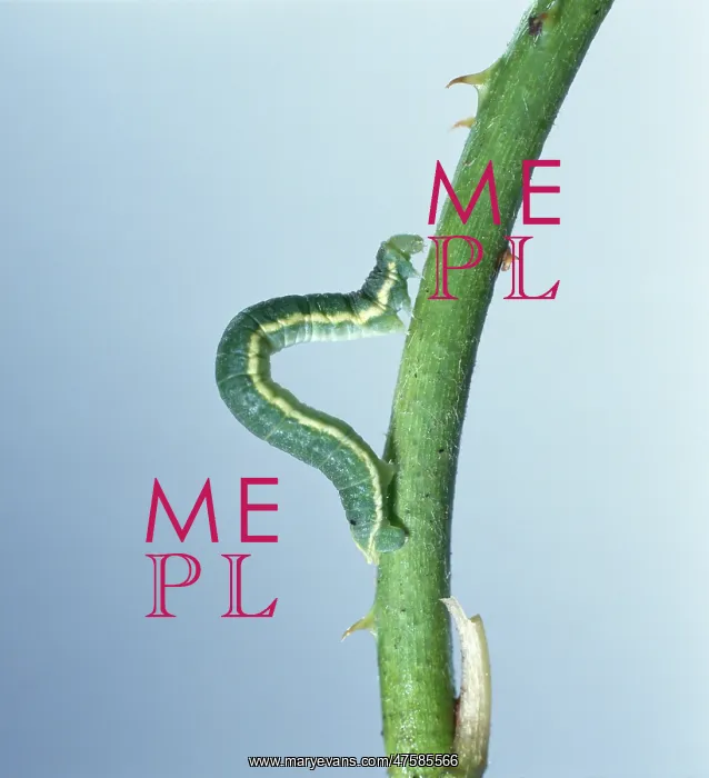 : Looper caterpillar : Looper caterpillar