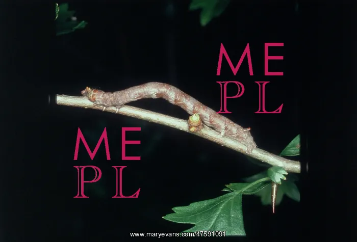: A looper caterpillar looking like a twig : A looper caterpillar looking like a twig