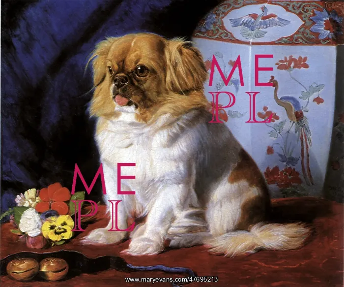  : Lootie the Pekingese