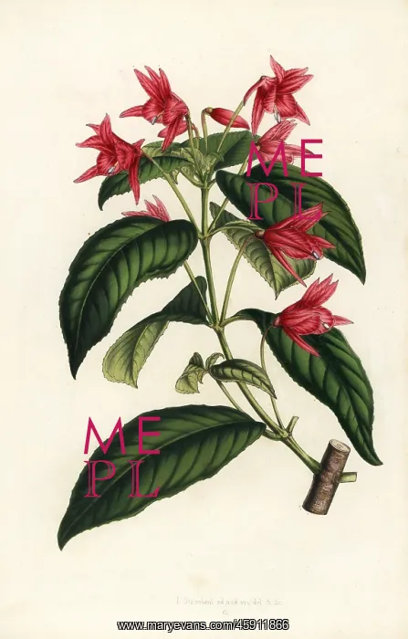  : Lopezia grandiflora