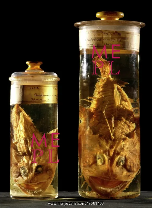 : Lophiodes naresi, monkfish : Lophiodes naresi, monkfish