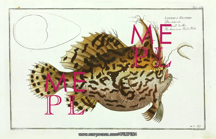: Lophius histrio or The American toad-fish : Lophius histrio or The American toad-fish