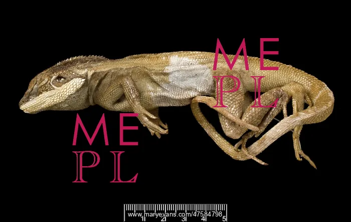 : Lophognathus gilberti, gilbert's dragon : Lophognathus gilberti, gilbert's dragon
