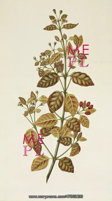 : Lophomyrtus bullata, ramarama : Lophomyrtus bullata, ramarama