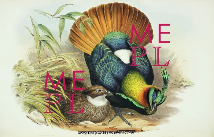 : Lophophorus impejanus, Himalayan monal : Lophophorus impejanus, Himalayan monal