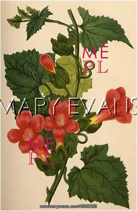  : LOPHOSPERMUM SCANDENS