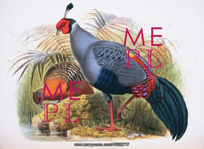 : Lophura diardi, Siamese fireback : Lophura diardi, Siamese fireback