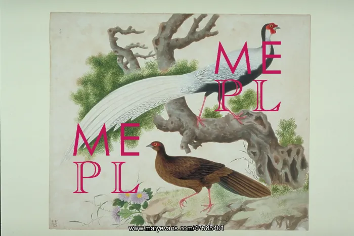 : Lophura nycthemera, silver pheasant : Lophura nycthemera, silver pheasant