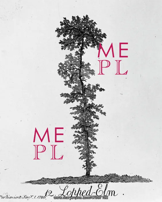 : Lopped Elm : Lopped Elm