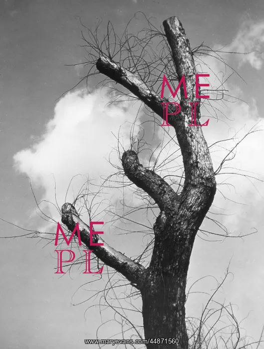  : LOPPED TREE BRANCHES