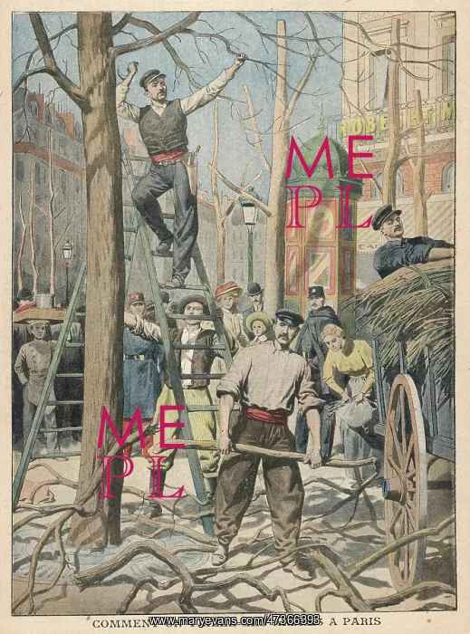: LOPPING TREES IN PARIS : LOPPING TREES IN PARIS